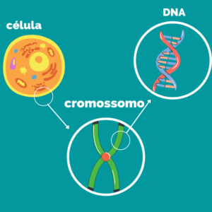 EFEITOS BIOLÓGICOS DA RADIAÇÃO IONIZANTE