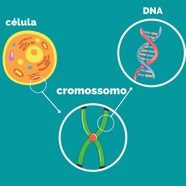 EFEITOS BIOLÓGICOS DA RADIAÇÃO IONIZANTE